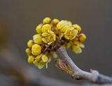 Focus Stacking - _DSC5435tt2rj2.jpg