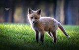 Renardeau_4x6-2_DSC_0272.jpg