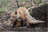 Renardeaux_DSC_3825_9x6_site.jpg