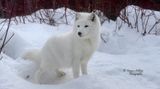 Renard artique_9x5_DSC_9335_site.jpg