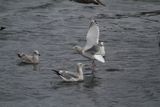ThayersGull_(near)adult_Choshi_Japan_20120311_008.JPG