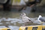 ThayersGull_1c_Choshi_Japan_06-03-2012_001.JPG