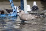 ThayersGull_1c_Choshi_Japan_20120313_022.JPG