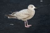 ThayersGull_1c_Choshi_Japan_20120316_050.JPG