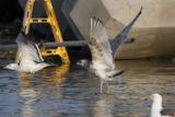 ThayersGull_3c_Choshi_Japan_06-03-2012_005.JPG