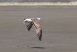 LBBGull1s_Koksijde_24May08_017 (2).JPG