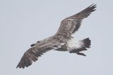 bird from Fig. 8 - KelpGull_early2c_Lima_2_20-11-21_24.JPG