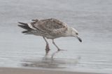 bird from Fig. 8 - KelpGull_early2c_Lima_2_20-11-21_28.JPG