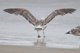 bird from Fig. 8 - KelpGull_early2c_Lima_2_20-11-21_3_1.JPG