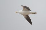 bird from Fig. 17 - KelpGull_2c_Lima_0605_09-11-21.JPG