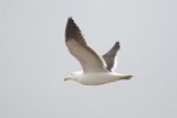 bird from Fig. 17 - KelpGull_2c_Lima_0611_09-11-21.JPG