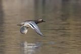 Garganey - Marzaiola (Anas querquedula)