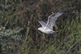 Caspian Gull - Gabbiano reale pontico (Larus cachinnans)