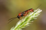 cfr Braconidae sp.
