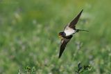 Barn Swallow - Rondine (Hirundo rustica)