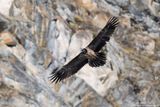 Bearded Vulture - Gipeto (Gypaetus barbatus)