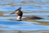 Great Crested Grebe - Svasso maggiore (Podiceps cristatus)