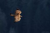Golden eagle - Aquila reale (Aquila chrysaetos)