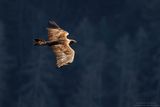 Golden eagle - Aquila reale (Aquila chrysaetos)