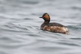 Black-necked Grebe - Svasso piccolo (Podiceps nigricollis)