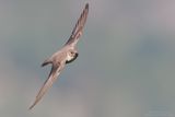 Crag Martin - Rondine montana (Ptyonoprogne rupestris)