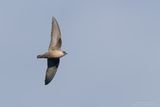 Crag Martin - Rondine montana (Ptyonoprogne rupestris)