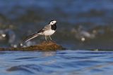 Ballerina bianca - White Wagtail (Motacilla alba)