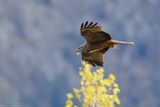 Black Kite - Nibbio bruno (Milvus migrans)
