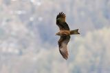 Black Kite - Nibbio bruno (Milvus migrans)