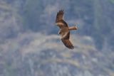 Black Kite - Nibbio bruno (Milvus migrans)