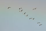 Kraanvogel 16