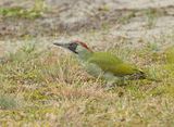 Groene Specht 4