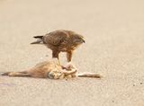 Buizerd 41