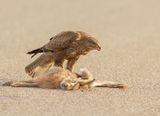 Buizerd 42