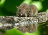Bruine Rat 5