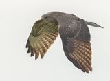 Buizerd 43