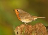 Roodborst 16
