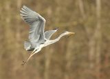 Blauwe Reiger 10
