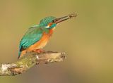 IJsvogel 44