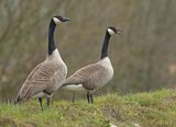 Grote Canadese Gans 4