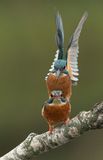 IJsvogel 47