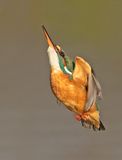 IJsvogel 51