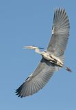 Blauwe Reiger 11