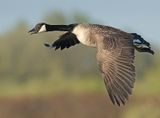 Grote Canadese Gans 6