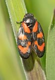Bloedcicade