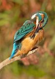 IJsvogel 57
