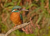 IJsvogel 60