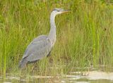 Blauwe Reiger 13