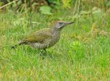 Groene Specht 6