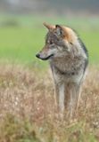 Wolf 5